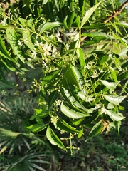 Azadirachta indica