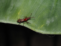 Baryrhynchus poweri