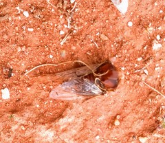 Burbunga hillieri