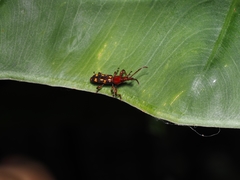 Baryrhynchus poweri