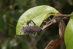 Pseudomictis distinctus