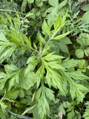 Artemisia princeps