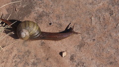 Natalina cafra