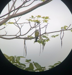 Tyrannus melancholicus