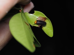 Abscondita cerata