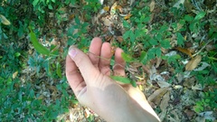 Dichanthelium boscii