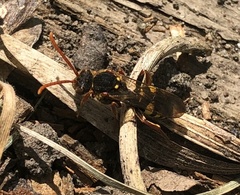 Nomada marshamella