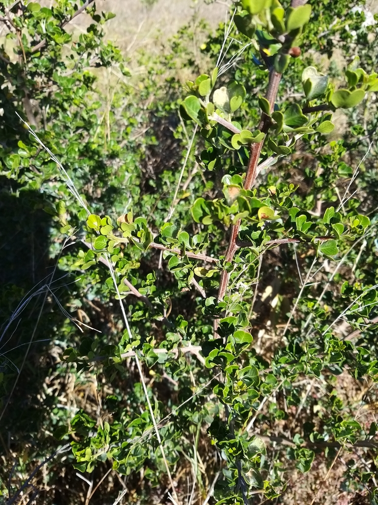 African boxthorn from Sun Valley, Cape Town, 7985, South Africa on
