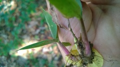 Dichanthelium boscii
