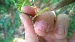 Dichanthelium boscii