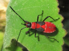 Dysdercus nigrofasciatus