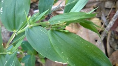 Dichanthelium boscii