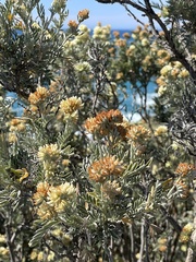 Anthyllis barba-jovis