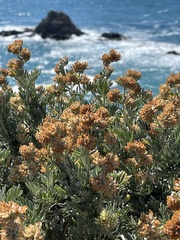 Anthyllis barba-jovis