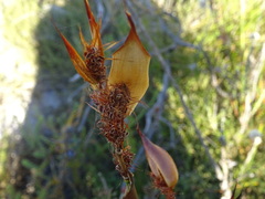 Hypodiscus aristatus