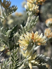 Anthyllis barba-jovis