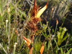 Hypodiscus aristatus