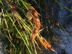 Hypodiscus aristatus