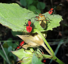 Dysdercus nigrofasciatus