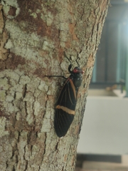 Vittagaeana paviei