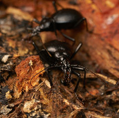 Scaphinotus cristatus