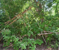 Helicteres baruensis