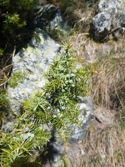 Juniperus
