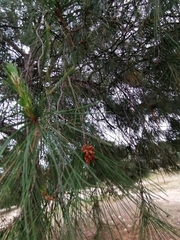 Pinus