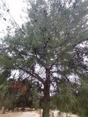 Pinus