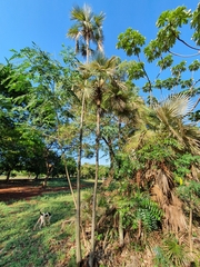 Coccothrinax argentata