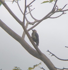 Melanerpes rubricapillus