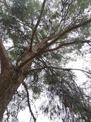 Pinus