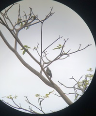 Melanerpes rubricapillus