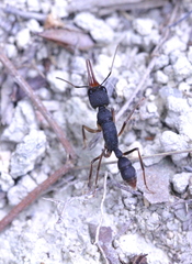 Harpegnathos venator