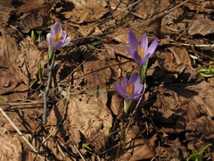 Crocus vernus