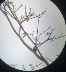 Melanerpes rubricapillus