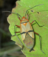 Dysdercus nigrofasciatus