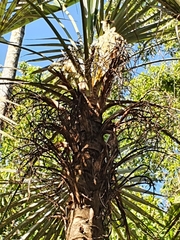 Coccothrinax argentata