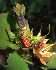 Dysdercus nigrofasciatus