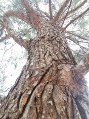 Pinus