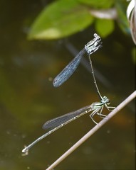 Pseudocopera ciliata