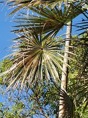 Coccothrinax argentata