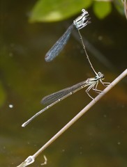 Pseudocopera ciliata