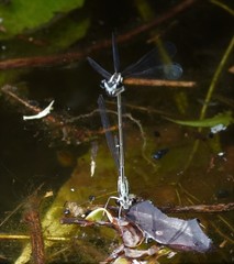 Pseudocopera ciliata