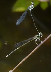 Pseudocopera ciliata