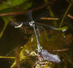 Pseudocopera ciliata