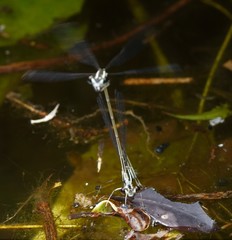 Pseudocopera ciliata