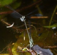 Pseudocopera ciliata