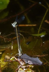 Pseudocopera ciliata