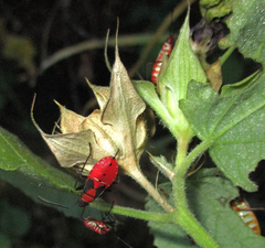 Dysdercus nigrofasciatus